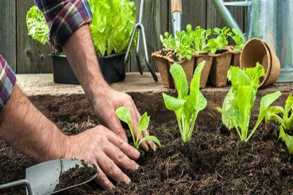 Phân bón rau cải giúp đem đến cho bạn vườn rau sạch và an toàn