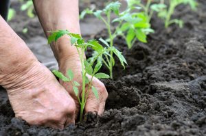 Những lưu ý khi sử dụng phân bón sinh học