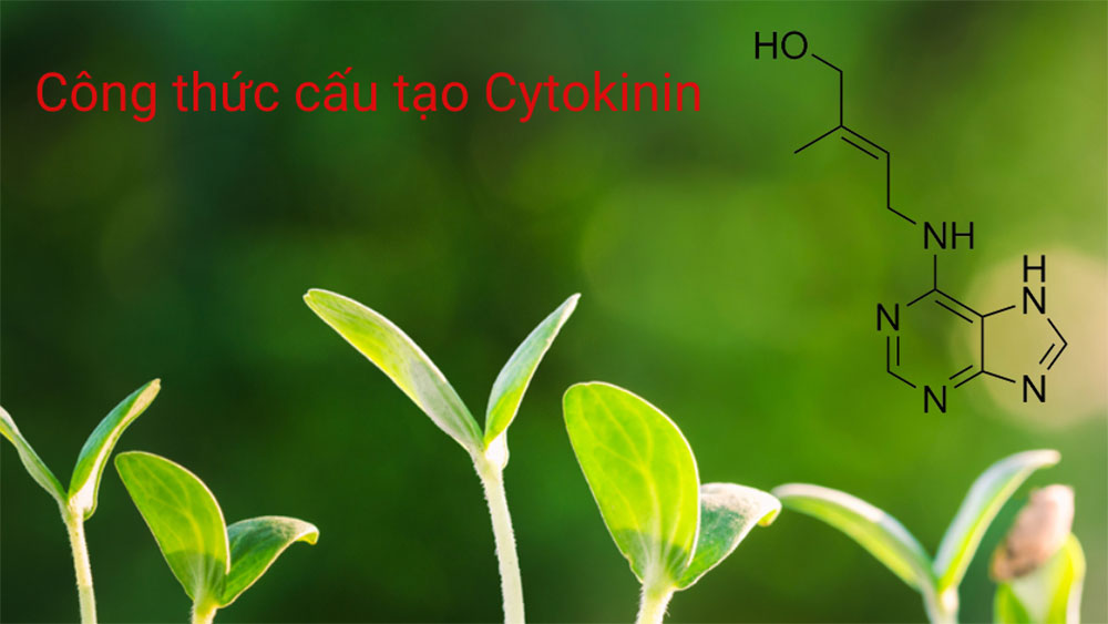 Công thức cấu tạo cytokinin