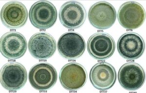 nam trichoderma