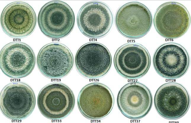 Nấm trichoderma là gì Nấm trichoderma là gì