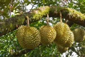 cong dung canxi bo doi voi cay trong