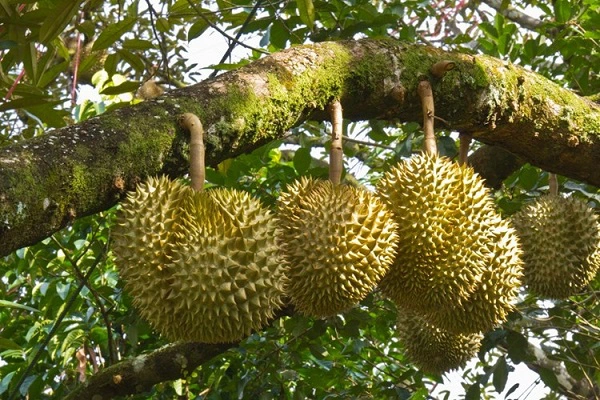 Ứng dụng canxi bo trong trên cây sầu riêng
