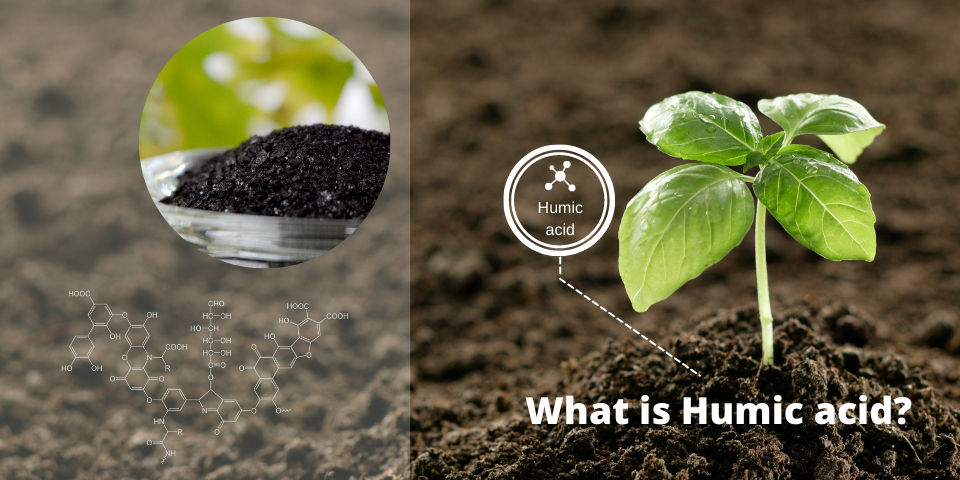 Humic là gì? Khám phá thành phần và nguồn gốc của humic trong nông nghiệp Humic là gì? Khám phá thành phần và nguồn gốc của humic trong nông nghiệp