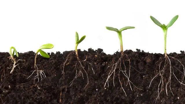 Công dụng của Humic đối với cây trồng Công dụng của Humic đối với cây trồng