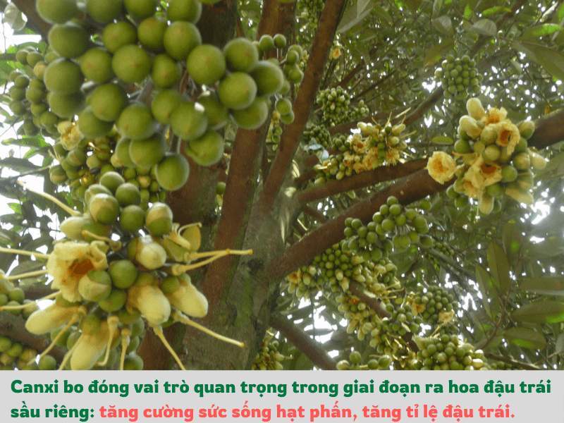 vai tro cong dung canxi bo