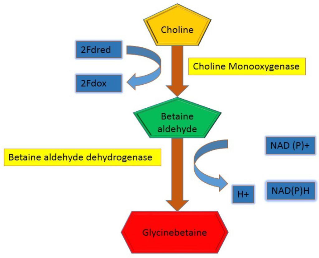 Giải Mã Glycine Betaine Là Gì? Vắc-xin Sinh Học Cho Nông Nghiệp 2026 2 glycine betaine