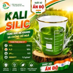 KALI SILIC ẤN ĐỘ