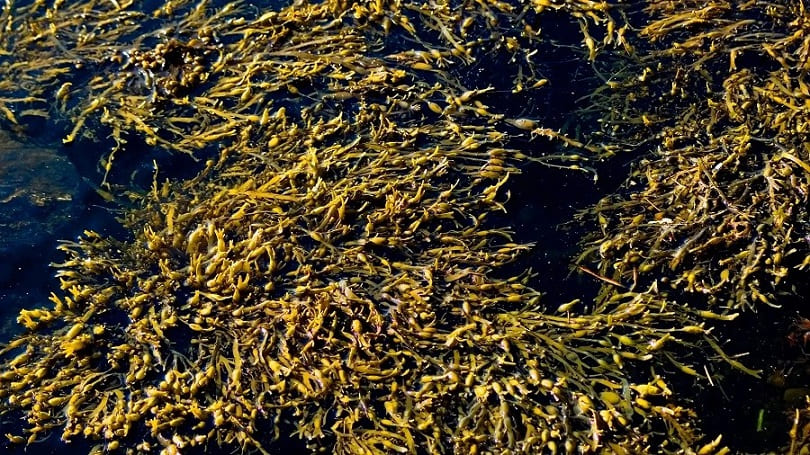 Tảo biển Nâu Ascophyllum Nodosum