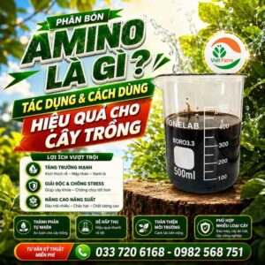 phan amino