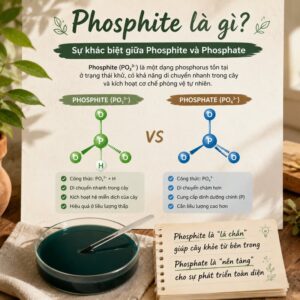 Phosphite la gi