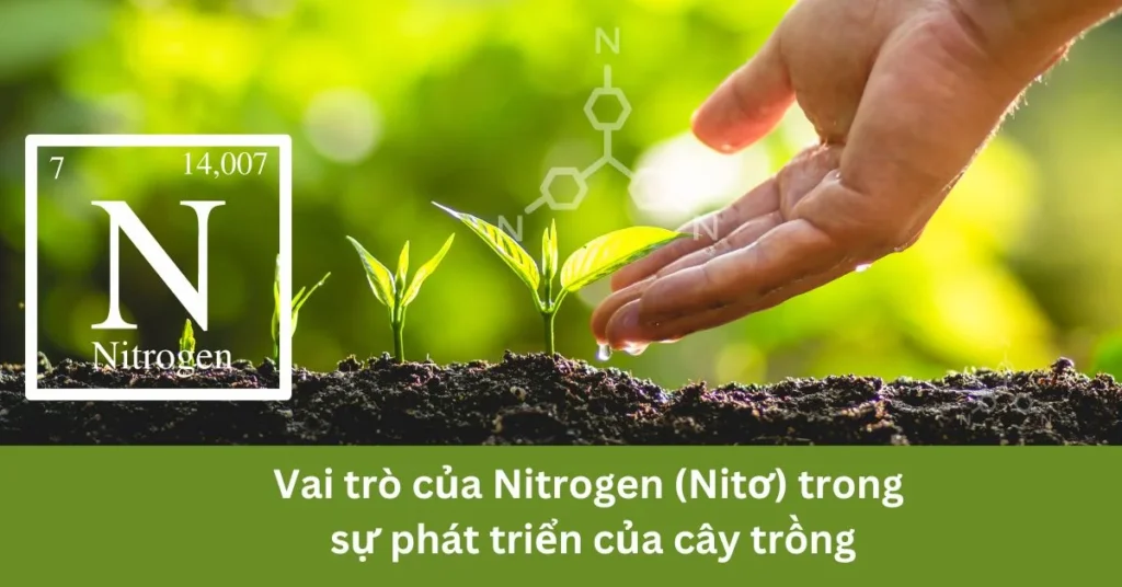 Thúc đẩy phát triển thân, cành, mầm và lá Thúc đẩy phát triển thân, cành, mầm và lá