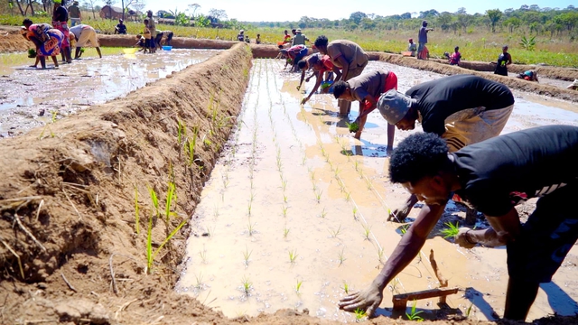 Khí hậu và nhu cầu dinh dưỡng cây trồng tại Angola Khí hậu và nhu cầu dinh dưỡng cây trồng tại Angola